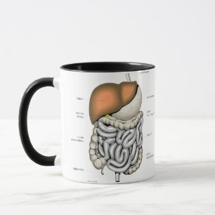 Caneca Órgãos digestivos