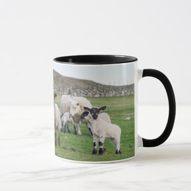 Caneca ovelha Shetland (Direita)