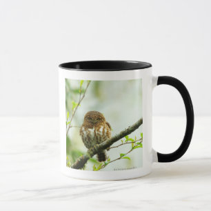 Caneca Owlet colocado um colar do pigmy que empoleira-se