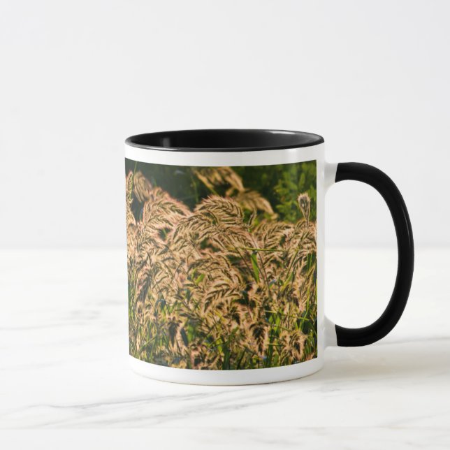 Caneca Painço Selvagem (Panicum Sp.) Crescendo em Área Úm (Direita)