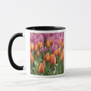 Caneca Países Baixos (também conhecido como Holanda), Lis