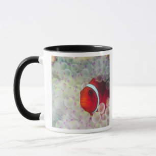 Caneca Papua-Nova Guiné, Grande Barreira de Coral,