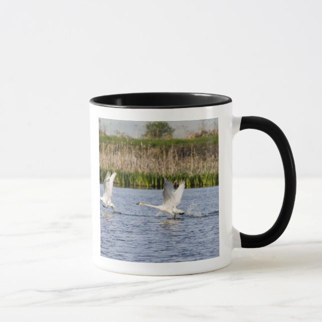 Caneca Par reprodutor de cisnes da tundra decolando para (Direita)