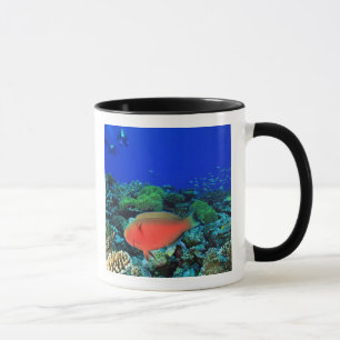 Caneca Parrotfish Scarus de Sheephead