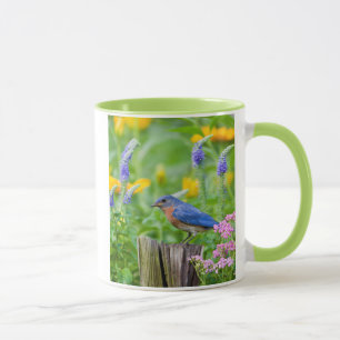 Caneca Pássaro azul macho em poste de cerca em jardim de 