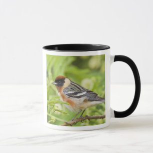 Caneca Pássaro-cantor-de-peito-castanho (Dendroica castan