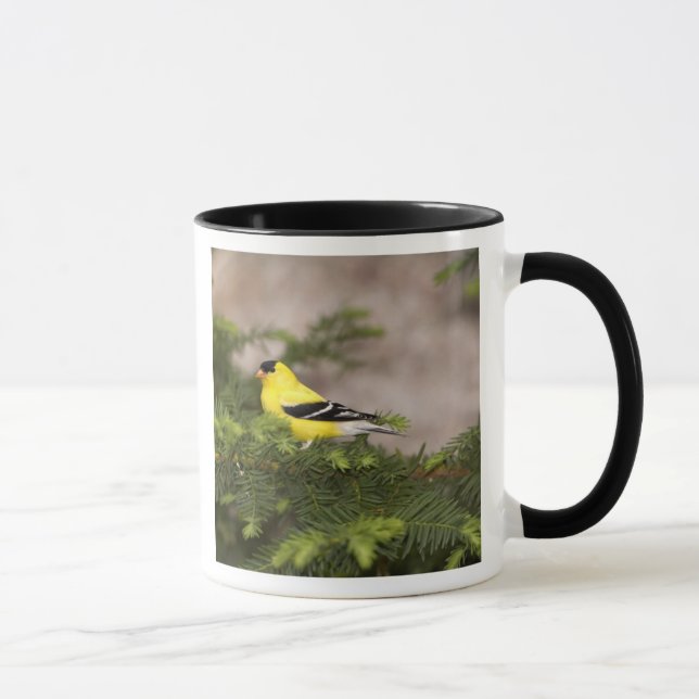 Caneca Pássaro-dourado-americano macho em uma árvore (Direita)
