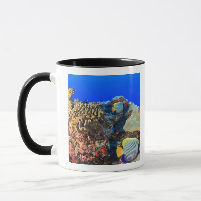 Caneca Peixe-anjos-real (Pygoplites diacanthus), (Esquerda)