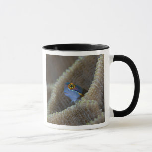 Caneca peixe Blenny Blenniidae) espreitando a cabeça para