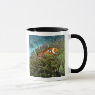 Caneca Peixe-palhaço-ocidental ( Amphiprion ocellaris )