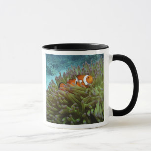 Caneca Peixe-palheiro ocidental ( Amphiprion ocellaris )