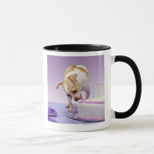 Caneca Persiga (chihuahua) comer o bolo de aniversário n