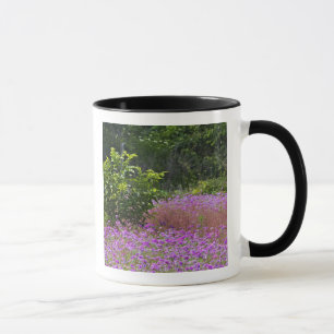 Caneca Phlox de Drummond, Phlox drummondi, Hilton Head