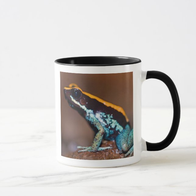 Caneca Phyllobates vittatus, um sapo de veneno (Direita)