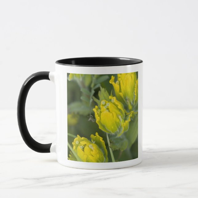 Caneca Pincel de Ouro Indiano Castilleja (Esquerda)