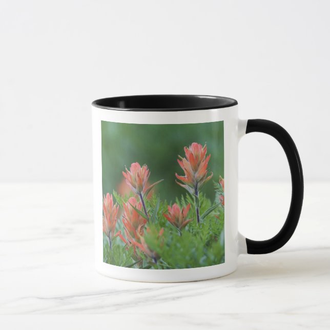Caneca Pincel indiano, Castilleja miniata, Ouray, (Direita)