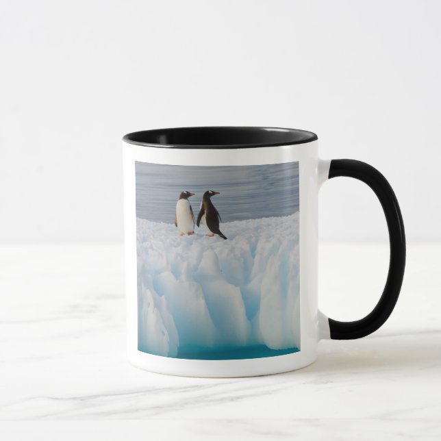 Caneca pingüim-gentoo, Pygoscelis Papua, no gelo glacial (Direita)