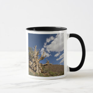 Caneca Pinheiro de Bristlecone na Floresta Antiga de Bris