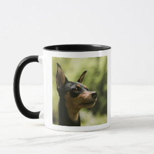 Caneca Pinscher diminuto (Minuto-Pin) 2