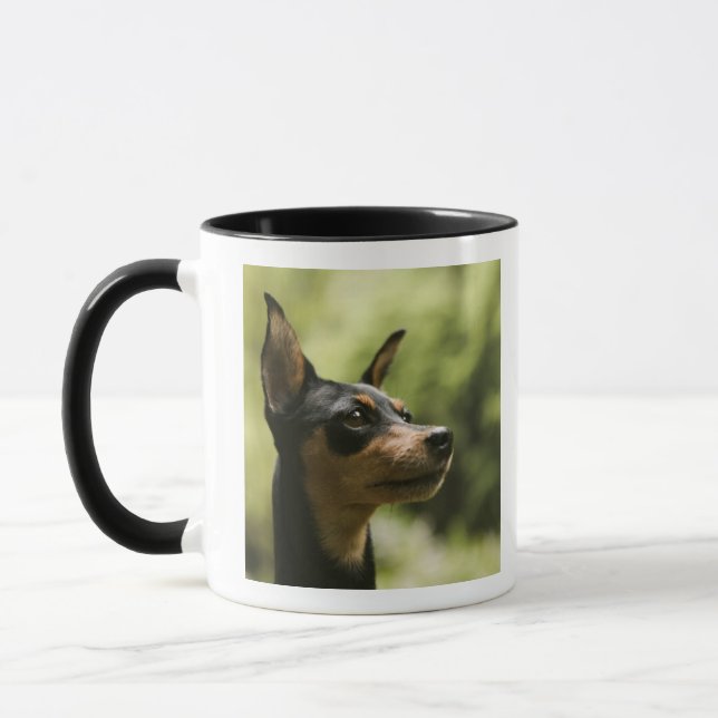 Caneca Pinscher diminuto (Minuto-Pin) 2 (Esquerda)