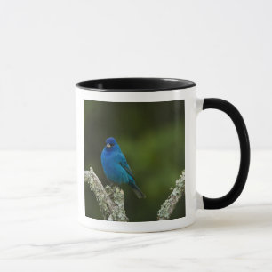 Caneca Pintassilgo Índigo, Passerina cyanea, Costeiro