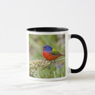 Caneca Pintassilgo-pintado (Passerina ciris) macho se ali