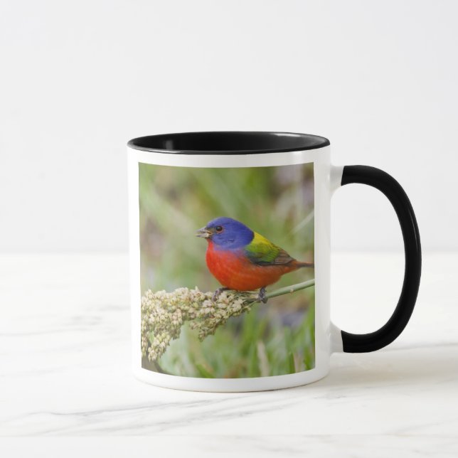 Caneca Pintassilgo-pintado (Passerina ciris) macho se ali (Direita)