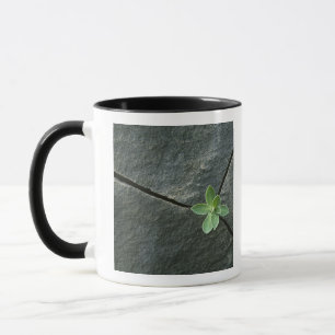 Caneca Planta que cresce em Boulder rachado