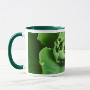Caneca Planta suculenta em close-up com gotas de água