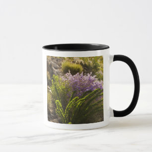 Caneca plantas do deserto de Chihuahuan em flor