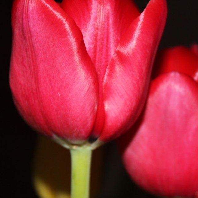 Caneca Pond Persa (Criador carregado)