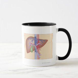 Caneca Procedimento da transplantação do fígado