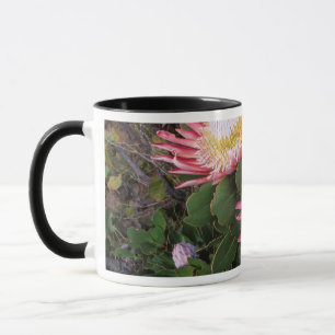 Caneca Protea-rei (Protea Cynaroides), Helderberg
