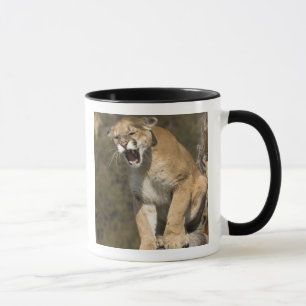 Caneca Puma ou leão-da-montanha, puma concolor, Cativo -