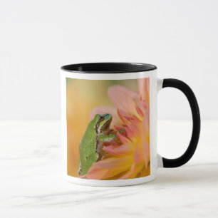 Caneca Rã-arbórea do Pacífico em flores no nosso jardim, 