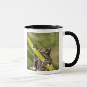 Caneca Rã-árvore Cativa Tapichalaca Hyloscirtus