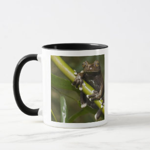 Caneca Rã-árvore Cativa Tapichalaca Hyloscirtus 2