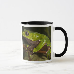 Caneca Rã folha gigante (Phyllomedusa bicolor) 3