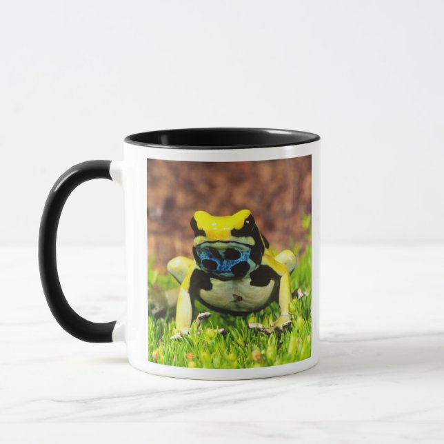 Caneca Rã-tinta, Dendrobates tinctorius, (Esquerda)