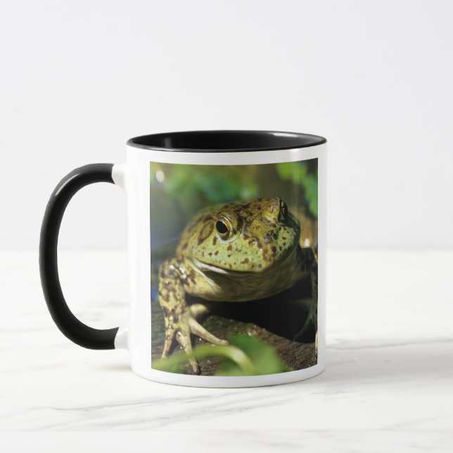 Caneca Rã-touro. (Esquerda)