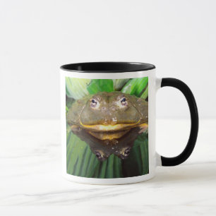 Caneca Rã-Touro-Africana, Pyxicephalus 2