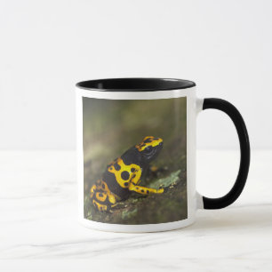 Caneca Rã-venenosa-de-banda-amarela Dendrobates