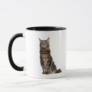 Caneca Racum de Maine (8 meses velho)