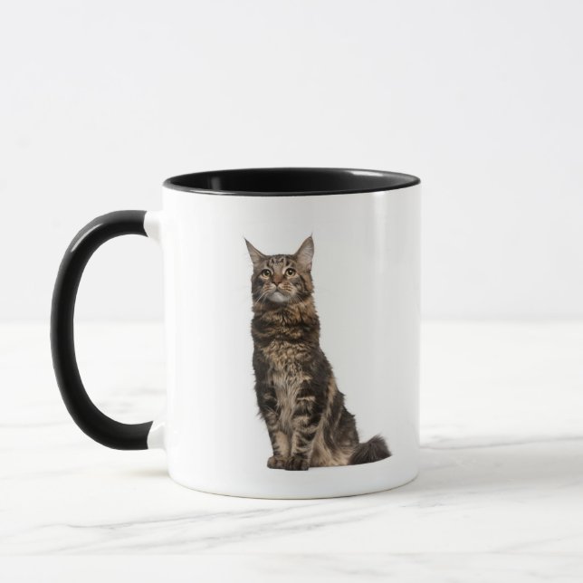 Caneca Racum de Maine (8 meses velho) (Esquerda)