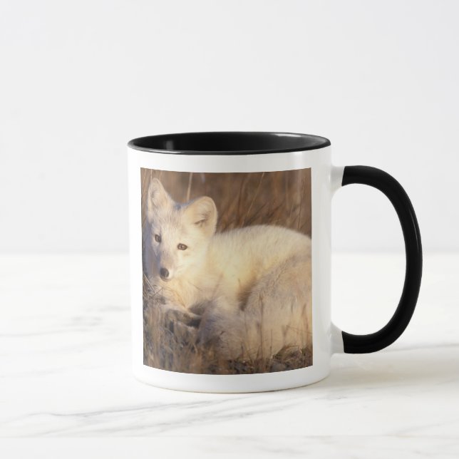 Caneca raposa-do-ártico, Alopex lagopus (Direita)