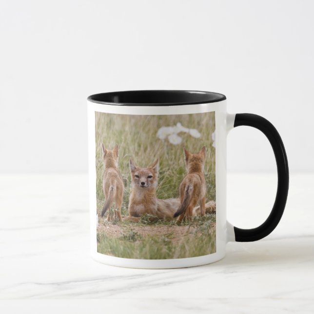 Caneca Raposa Veloz (Vulpes velox) fêmea com filhotes em (Direita)