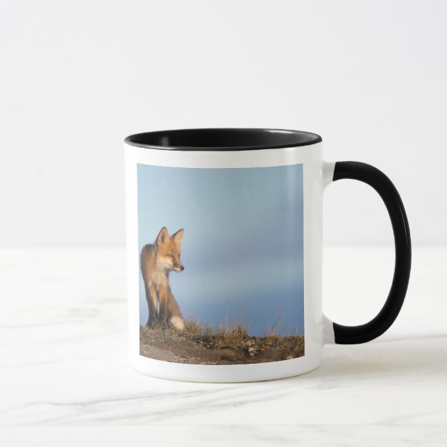 Caneca raposa-vermelha, Vulpes vulpes (Direita)