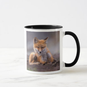 Caneca raposa-vermelha, Vulpes vulpes, filhote coçando-se