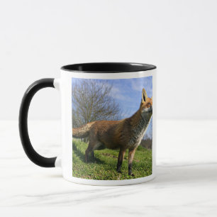 Caneca Reino Unido, Inglaterra. Raposa Vermelha Vulpes vu