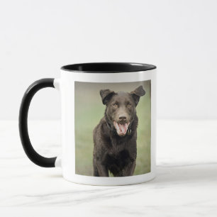 Caneca Reino Unido, Inglaterra, Suffolk, floresta de